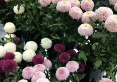 Some of the chrysanthemum flowers on display